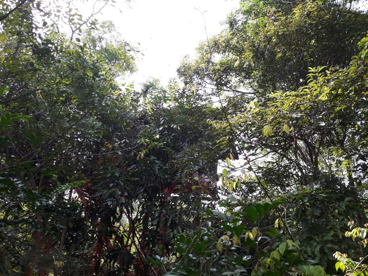 Dambulla Tree House Villa Exterior photo